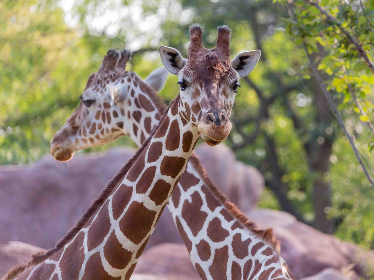 Two giraffes with prominent brown spots and long necks standing in a wooded area, one looking directly at the camera.