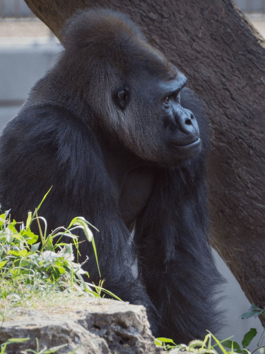A gorilla leaning against a tree, with a thoughtful expression, surrounded by green foliage and rocky terrain.