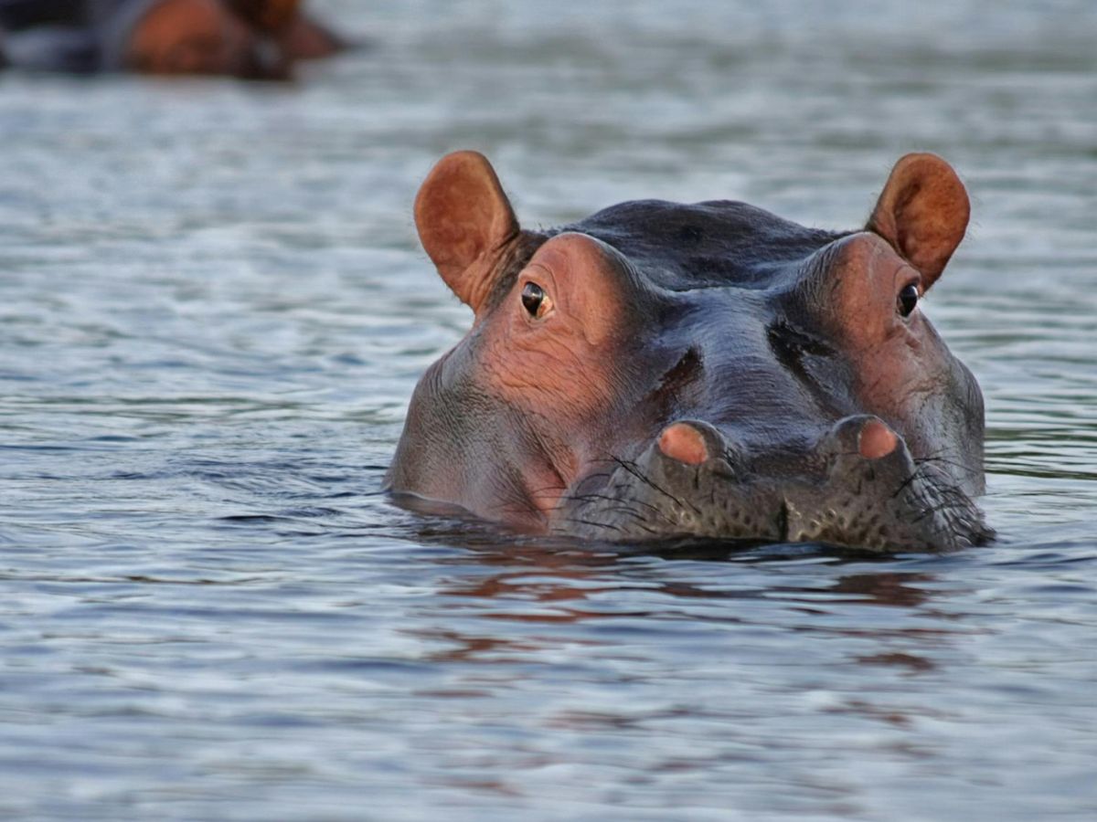 A hippopotamus partially submerged in water, with only its head visible above the surface.