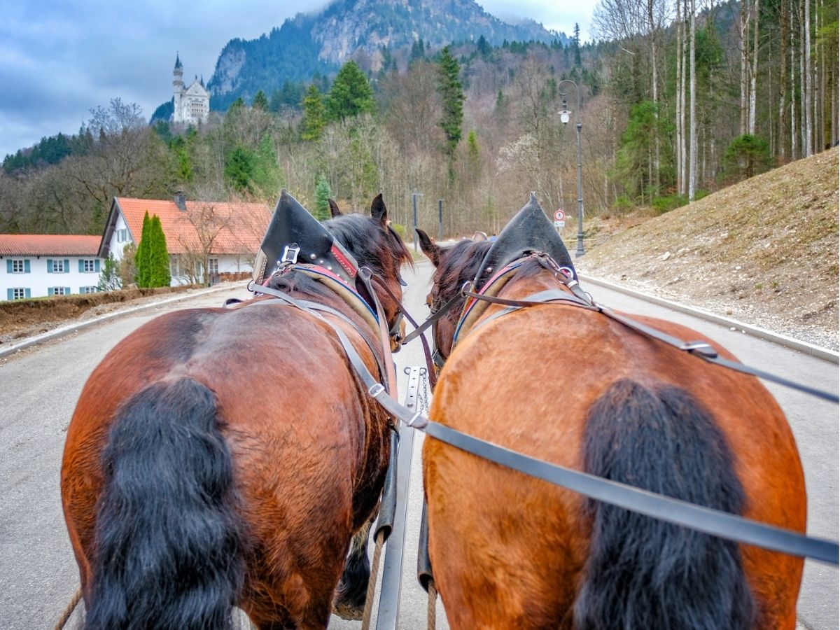 View from behind two horses pulling a carriage on a road with a mountain and a building in the background.