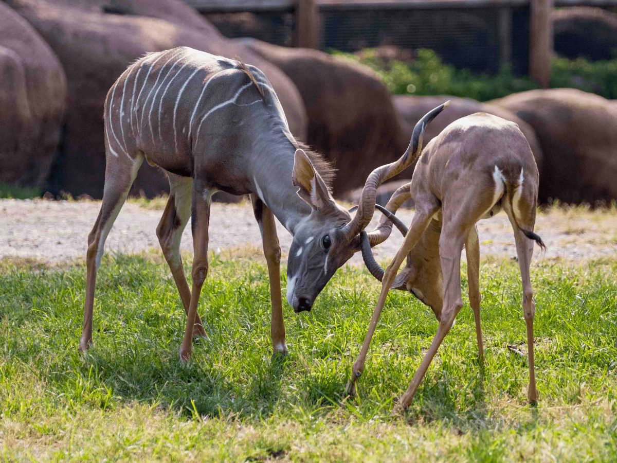 Two kudus locking horns in a grassy enclosure, with large rocks in the background.