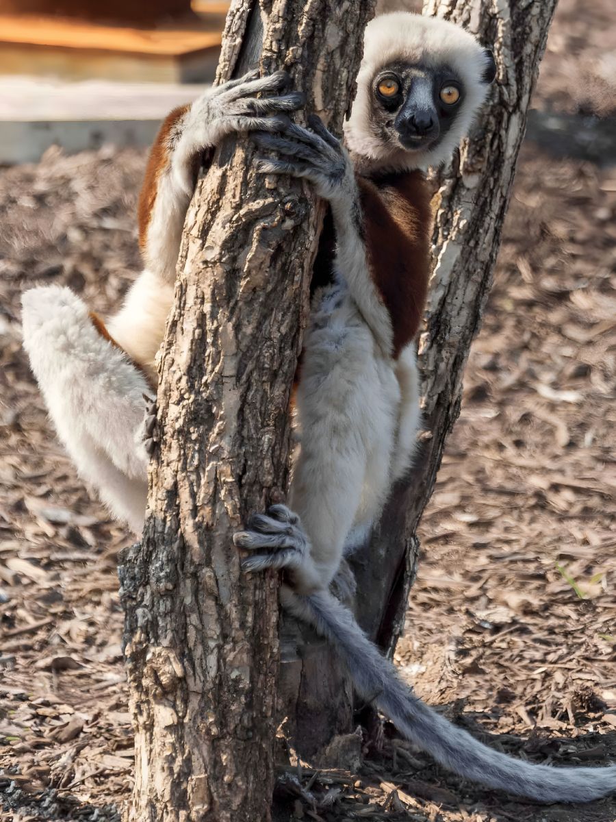 A coquerel's sifaka, a type of lemur, clinging to a tree trunk and gazing directly at the camera.