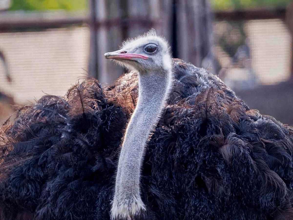 Close-up of an ostrich with a focused expression, showcasing its long neck and dense, dark feathers.