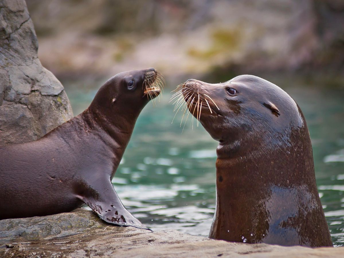 Two sea lions facing each other on a rocky shore, one in water, the other perched on rock, in a natural setting.