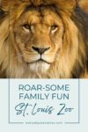 Promotional poster for st. louis zoo featuring a close-up image of a lion's face with text "roar-some family fun" at the top and the website "everydaywanderer.com" at the bottom.