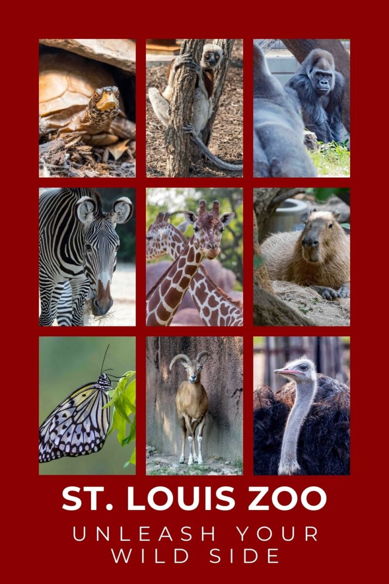 A collage of various animals at st. louis zoo, including a turtle, owl, vulture, gorilla, zebra, giraffe, capybara, butterfly, mountain goat, and ostrich, with the text "unleash your wild side.