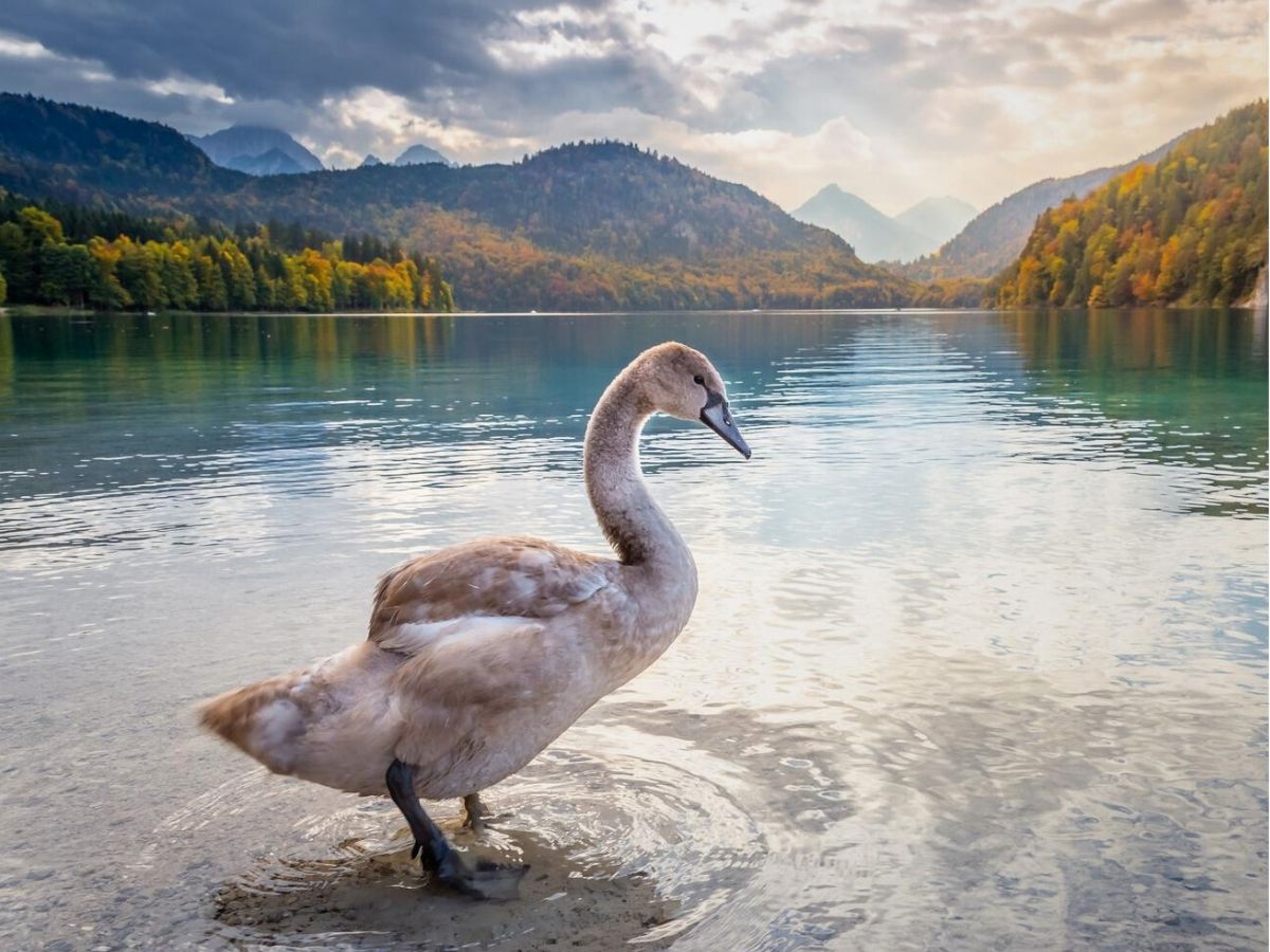 Young swan stands at the edge of a calm lake surrounded by mountains and forested hills under a cloudy sky.