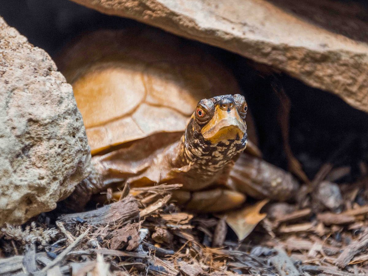 A turtle peering out from under a rock, its head and front legs visible against a backdrop of dark, textured soil.