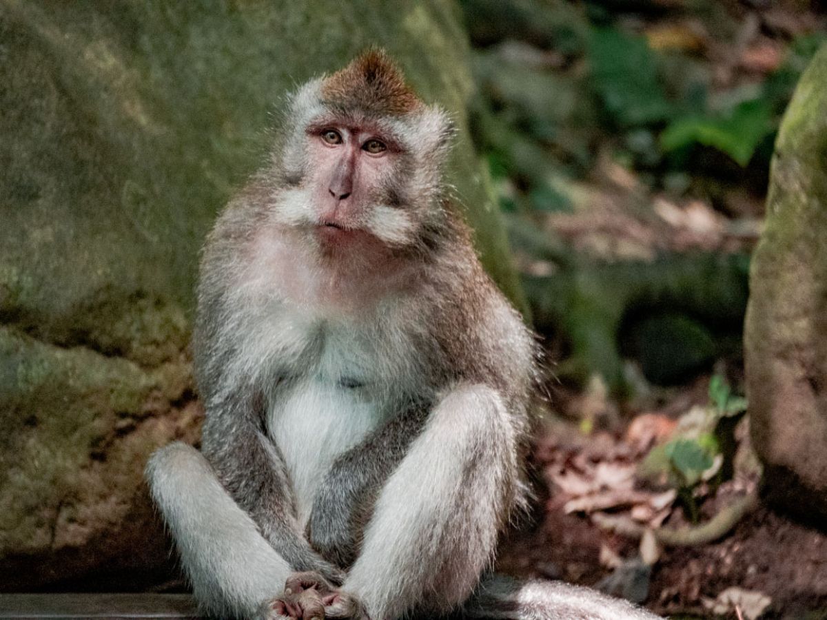 A monkey with grey-brown fur and a distinctive facial expression sits in a forested area. Rocks and vegetation are visible in the background.