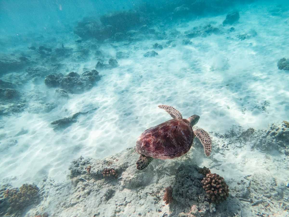 Underwater scene showing a sea turtle swimming above a sandy ocean floor with scattered corals and rocks.