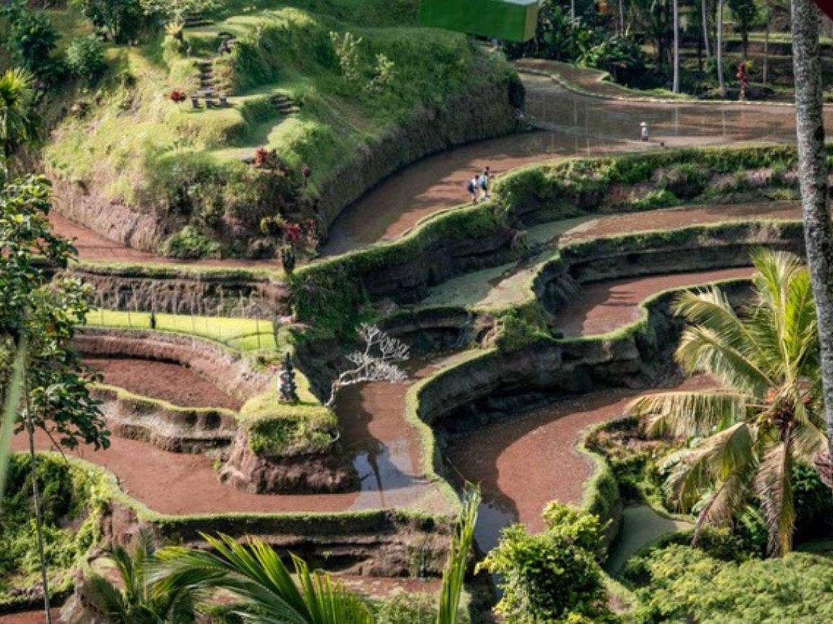 A terraced rice field in a lush, tropical landscape with a few people walking along the paths.