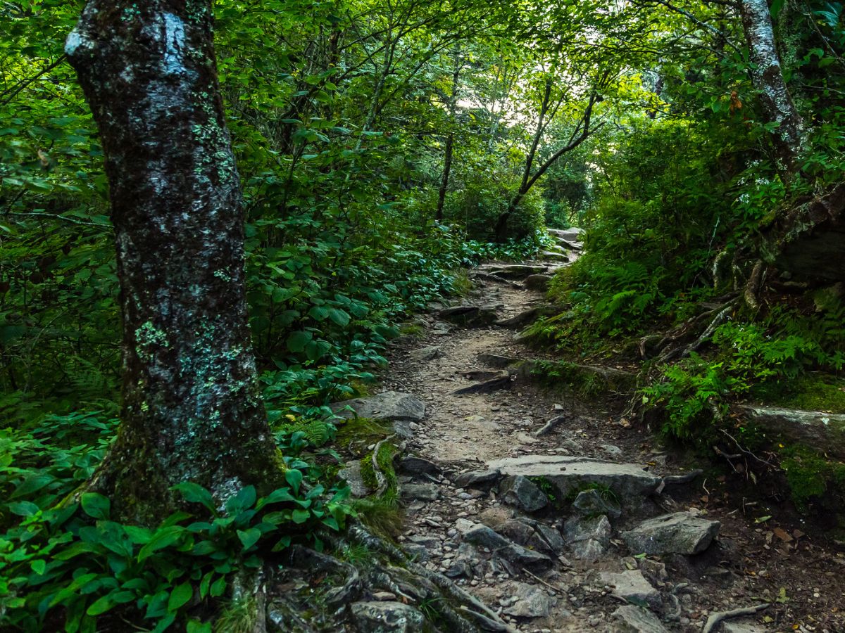 A rocky and uneven dirt path winds through a lush, green forest with dense foliage and trees on both sides.