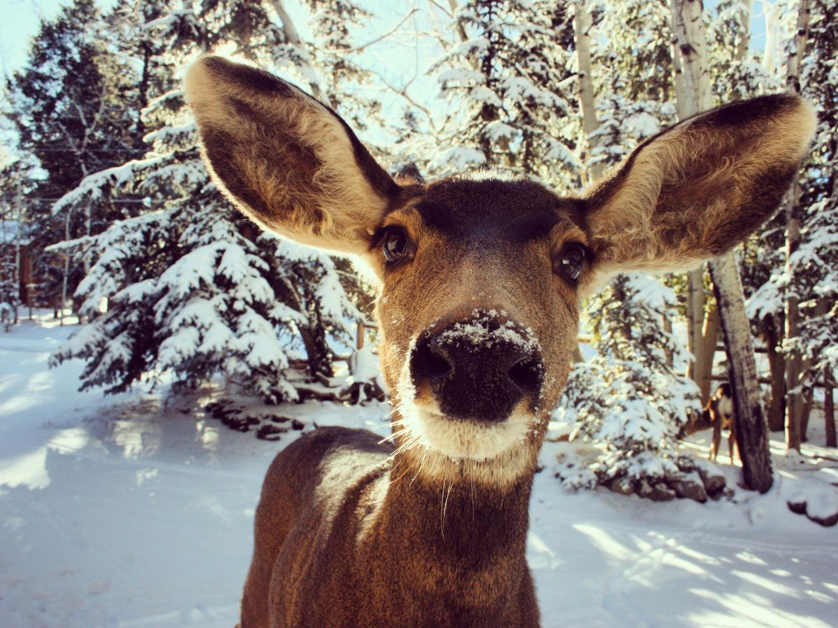 Close-up of a deer standing in a snowy forest, looking directly at the camera. Snow covers its nose, and the background features snow-laden trees and a bright, clear sky.