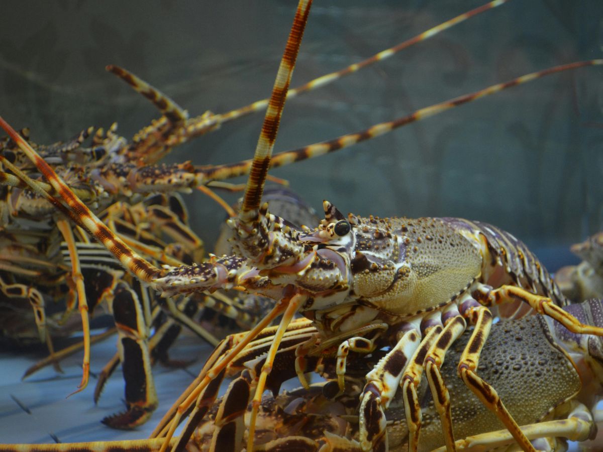 Close-up of several live lobsters with long antennae and speckled shells, grouped together in a tank.