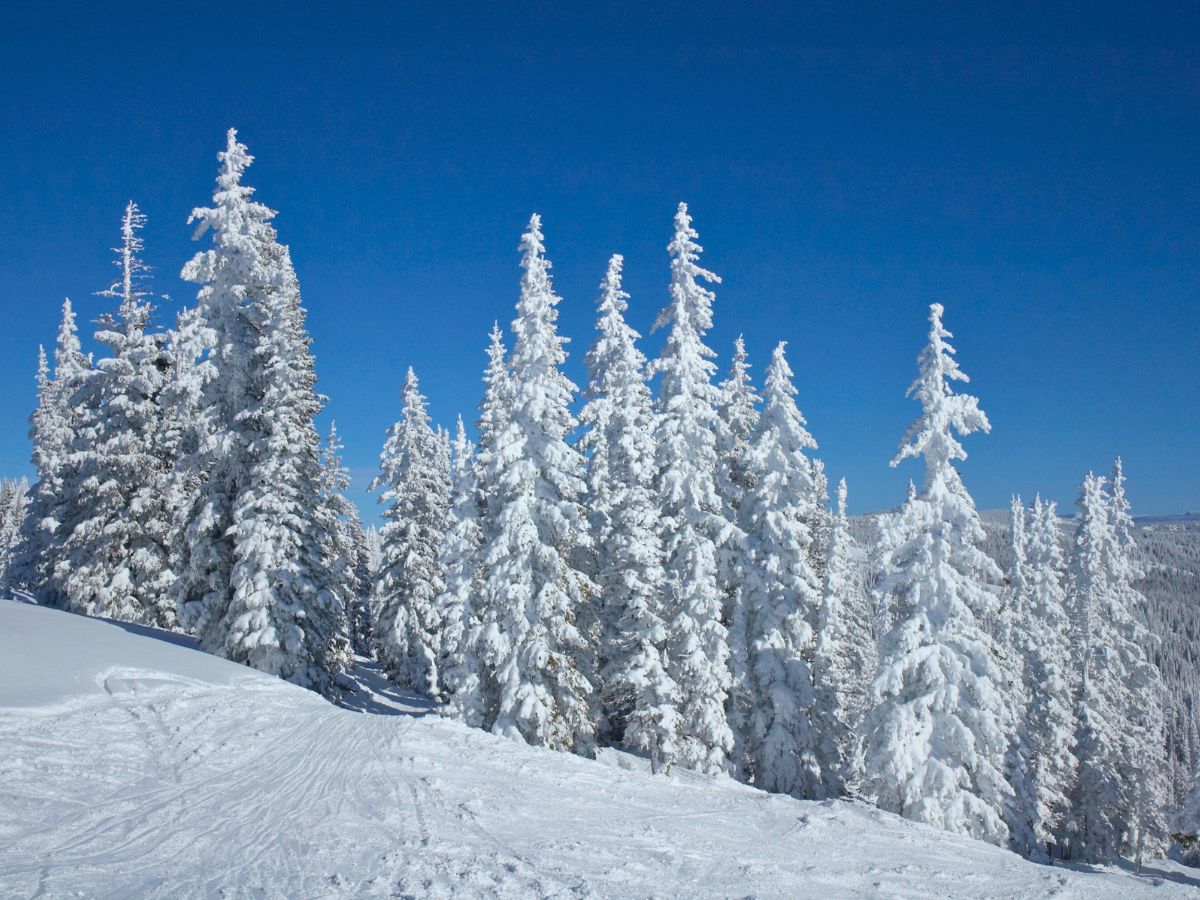 Snow-covered evergreen trees under a clear blue sky.