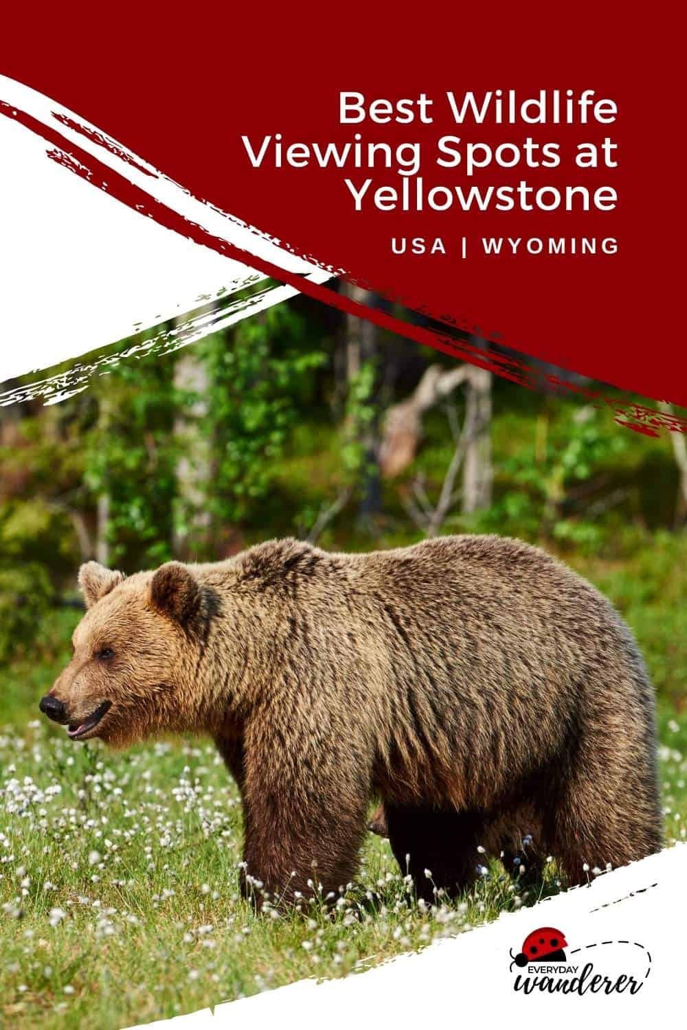Animals at Yellowstone - Pin 1 - JPG
