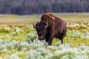 Animals in Yellowstone Thumbnail