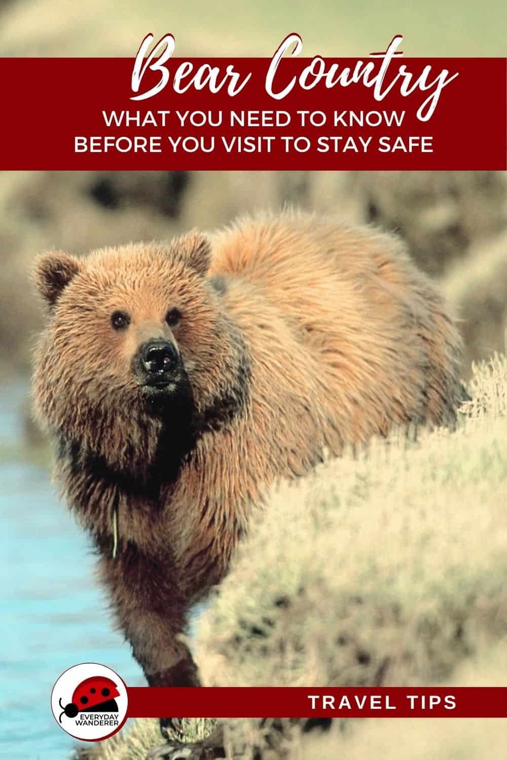 What to do if you see a bear: How to stay safe