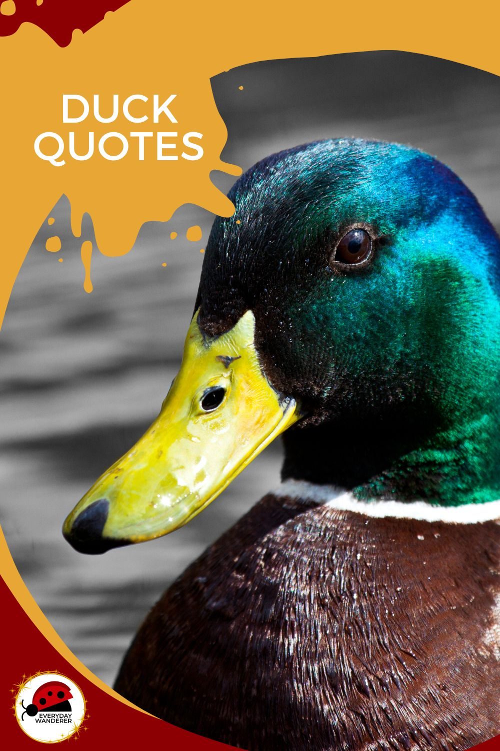Duck Quotes - Pin 2 - JPG