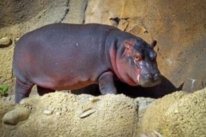 Fiona the Hippo Cincinnati Zoo Thumbnail