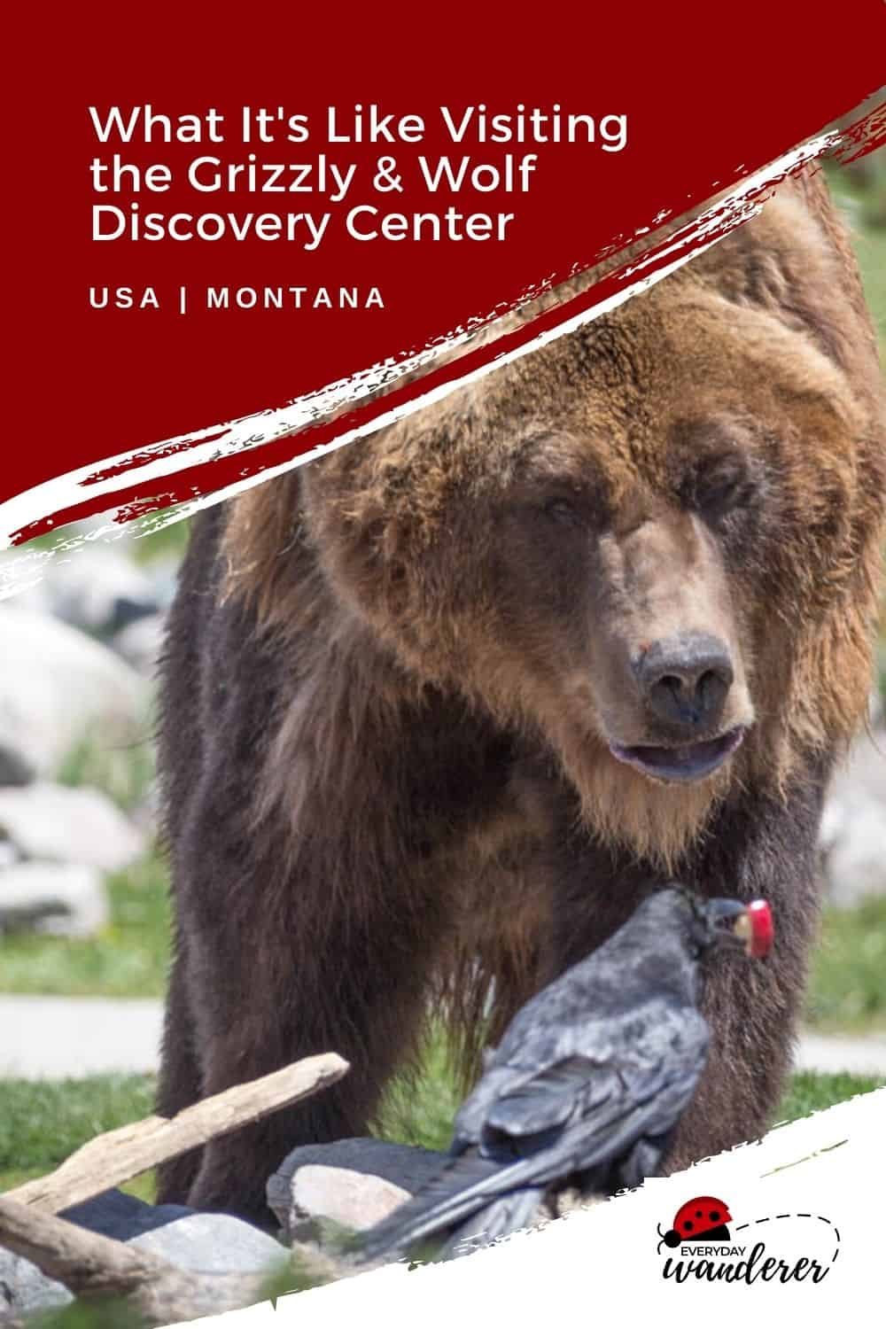 Grizzly - Pin 3 - JPG