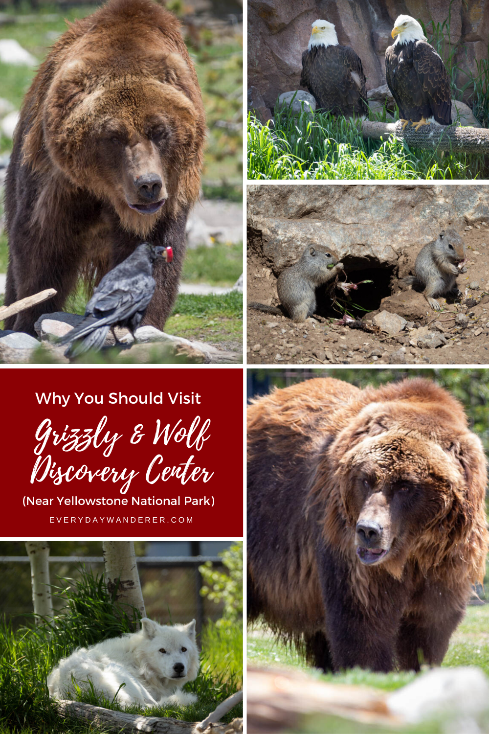 Be sure to visit the Grizzly and Wolf Discovery Center in West Yellowstone Montana when you visit Yellowstone National Park with kids. The Grizzly Wolf Discovery Center is located just outside the west entrance to Yellowstone National Park and is a great Montana things to do on your Yellowstone vacation or your Montana vacation. Visitors will learn about grizzly bears, bear safety, and how to avoid a grizzly bear attack. #westyellowstone #yellowstone #montana #us #usa #ustravel