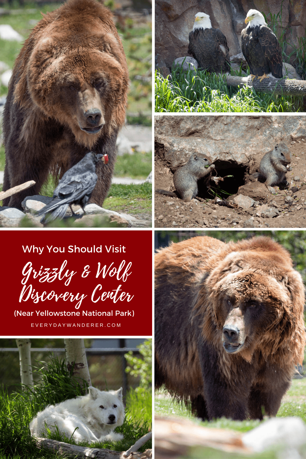 Be sure to visit the Grizzly and Wolf Discovery Center in West Yellowstone Montana when you visit Yellowstone National Park with kids. The Grizzly Wolf Discovery Center is located just outside the west entrance to Yellowstone National Park and is a great Montana things to do on your Yellowstone vacation or your Montana vacation. Visitors will learn about grizzly bears, bear safety, and how to avoid a grizzly bear attack. #westyellowstone #yellowstone #montana #us #usa #ustravel