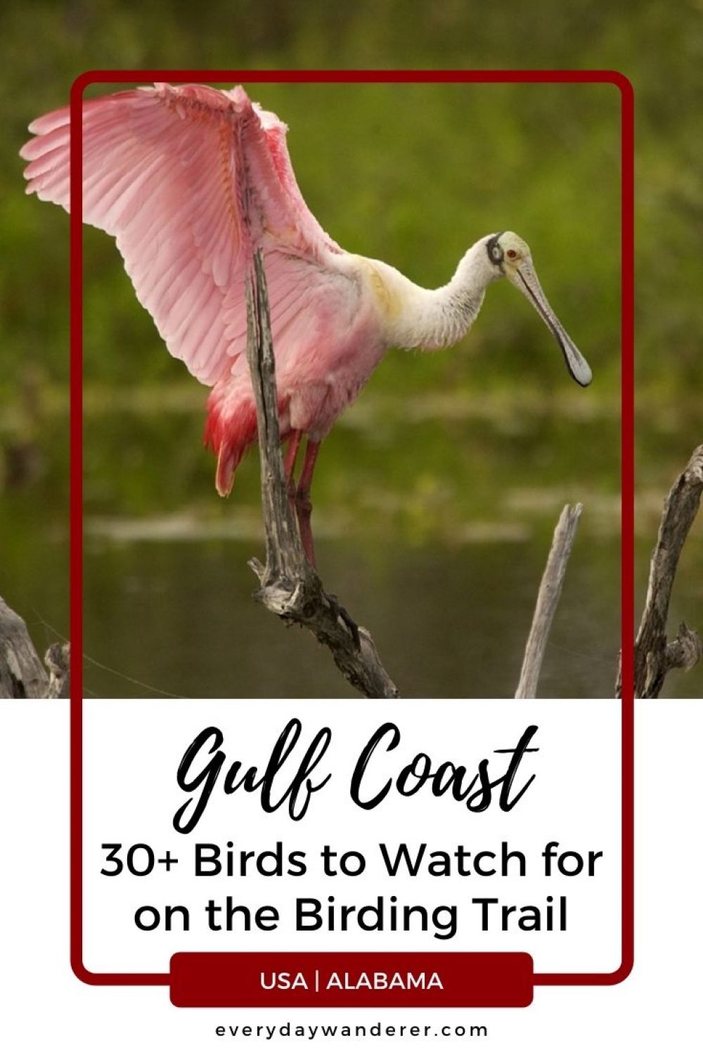 Gulf Coast Birds - Pin 3 - JPG