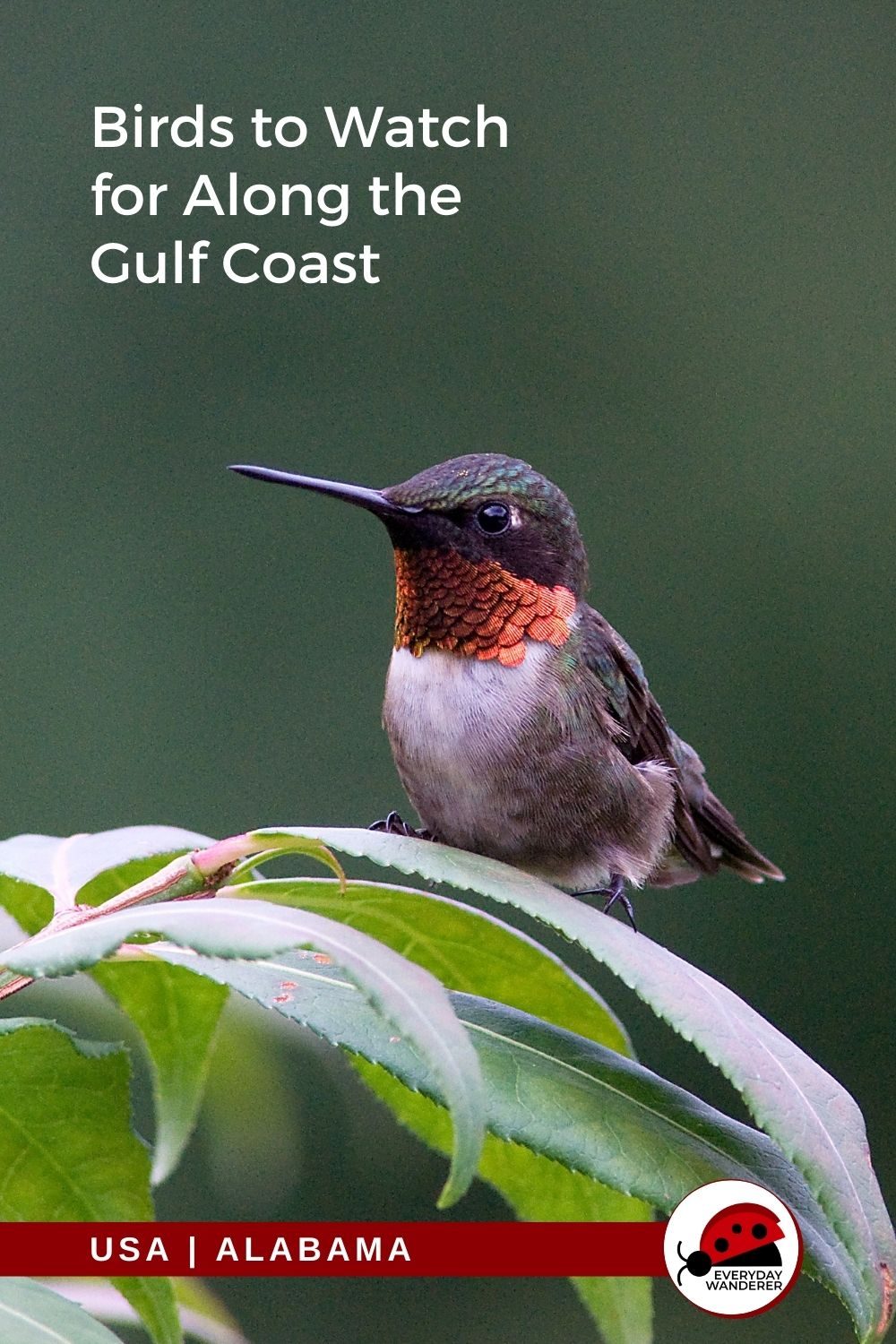 Gulf Coast Birds - Pin 4 - JPG