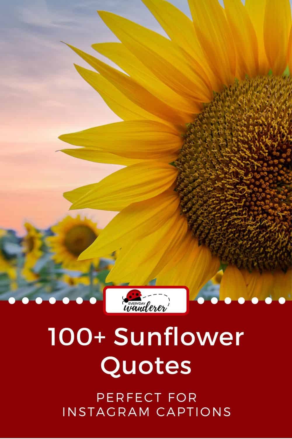 Sunflower Quotes - Pin 1 - JPG