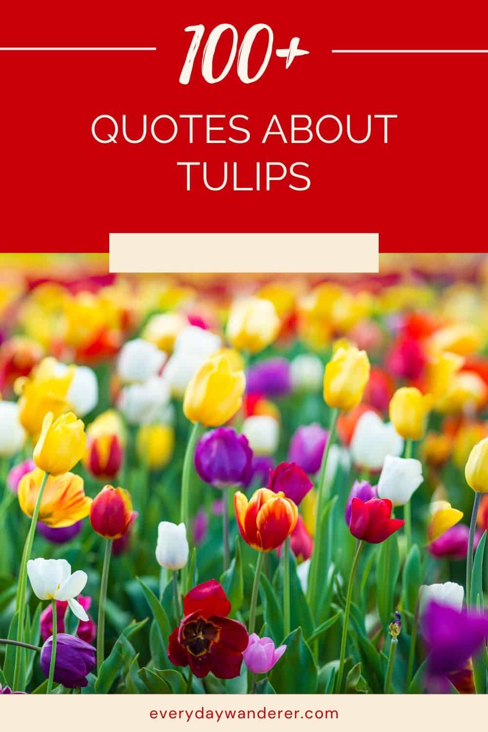 Tulip Quotes - Pin 6 - JPG